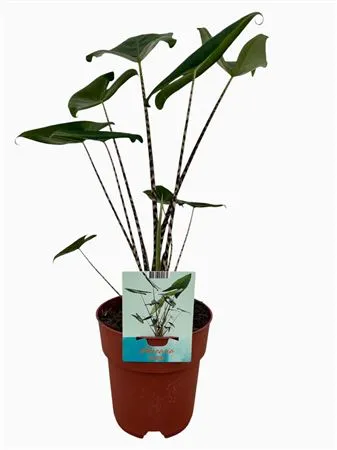 Alocasia Zebrina • črepník 19 cm