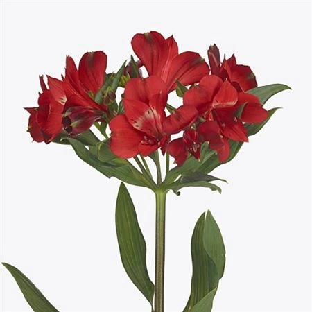 Alstroméria Rockstar Xl • 75 cm