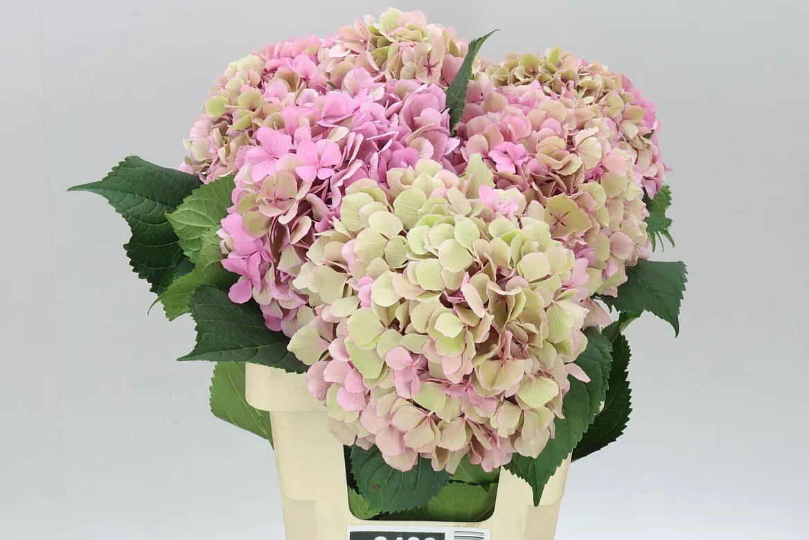 Hortenzia Salute Classic • 60 cm