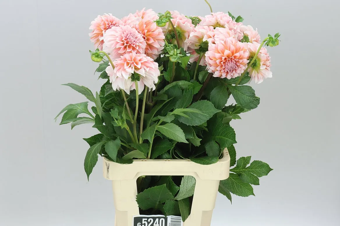 Dahlia Peaches • 60 cm