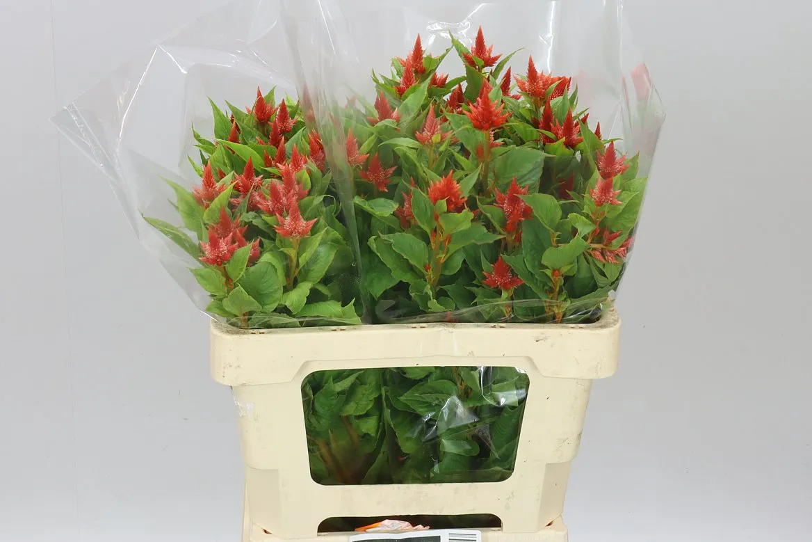 Celosia Sp Celway Orange • 55 cm
