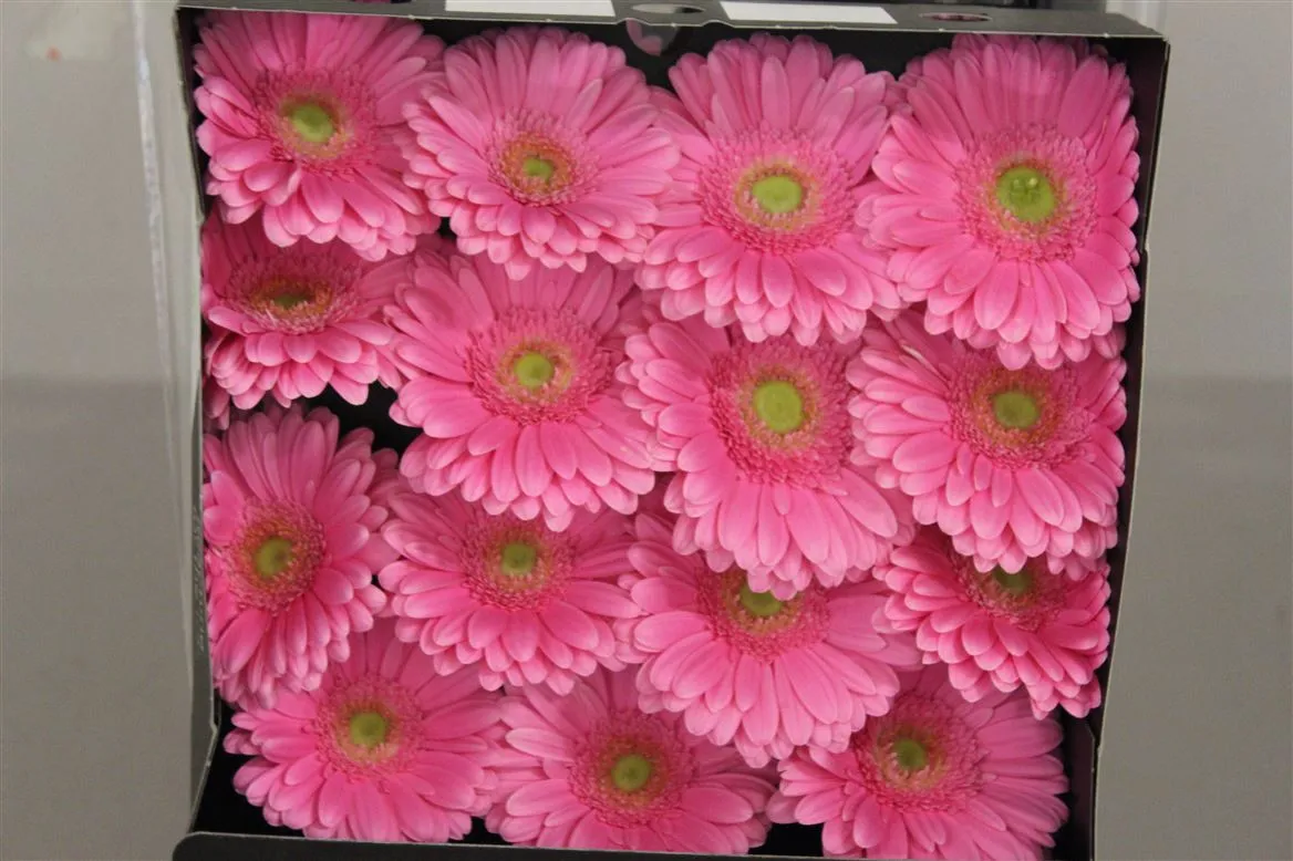 Gerbera Diamond Glossy • 55 cm
