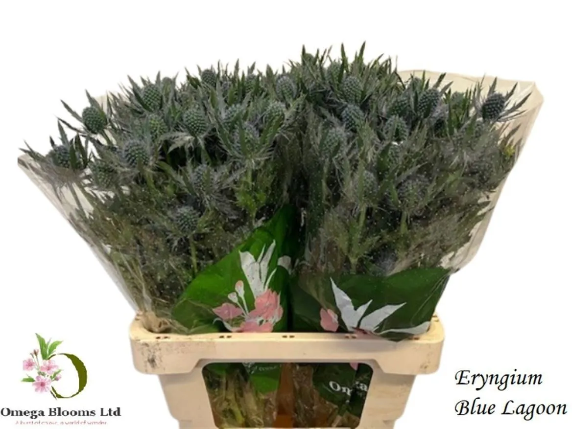 Eryngium Blue Lagoon • 60 cm
