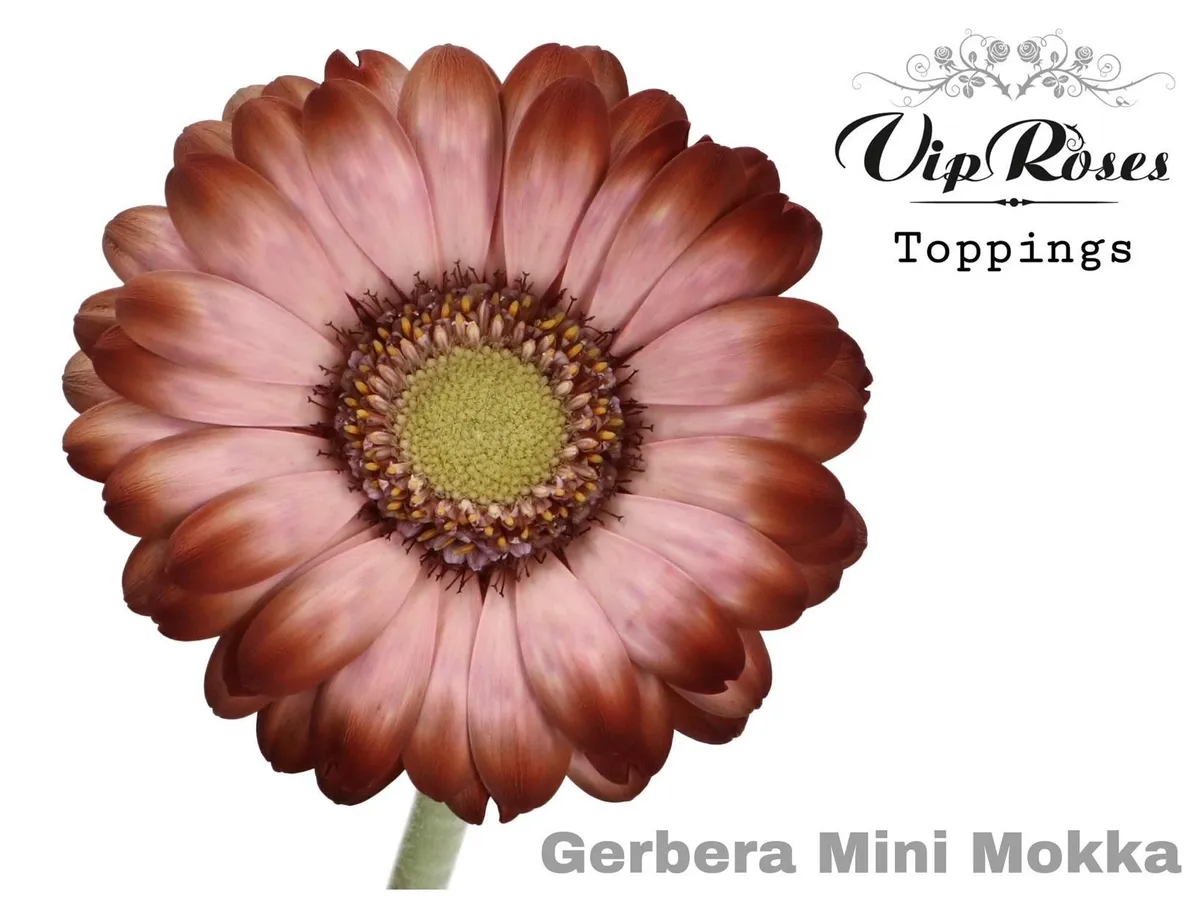 Germini Mokka • 50 cm