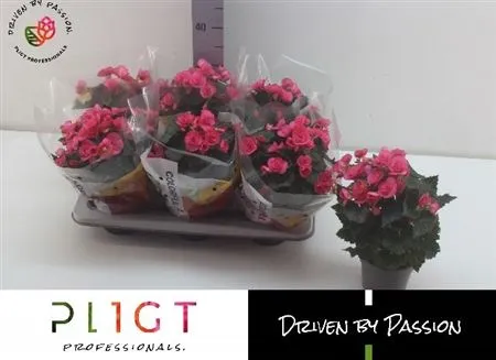 Begonia Hl Adonia Pink • črepník 14 cm