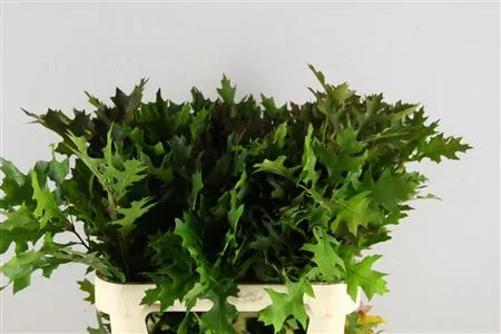 Quercus Palustrus • 80 cm