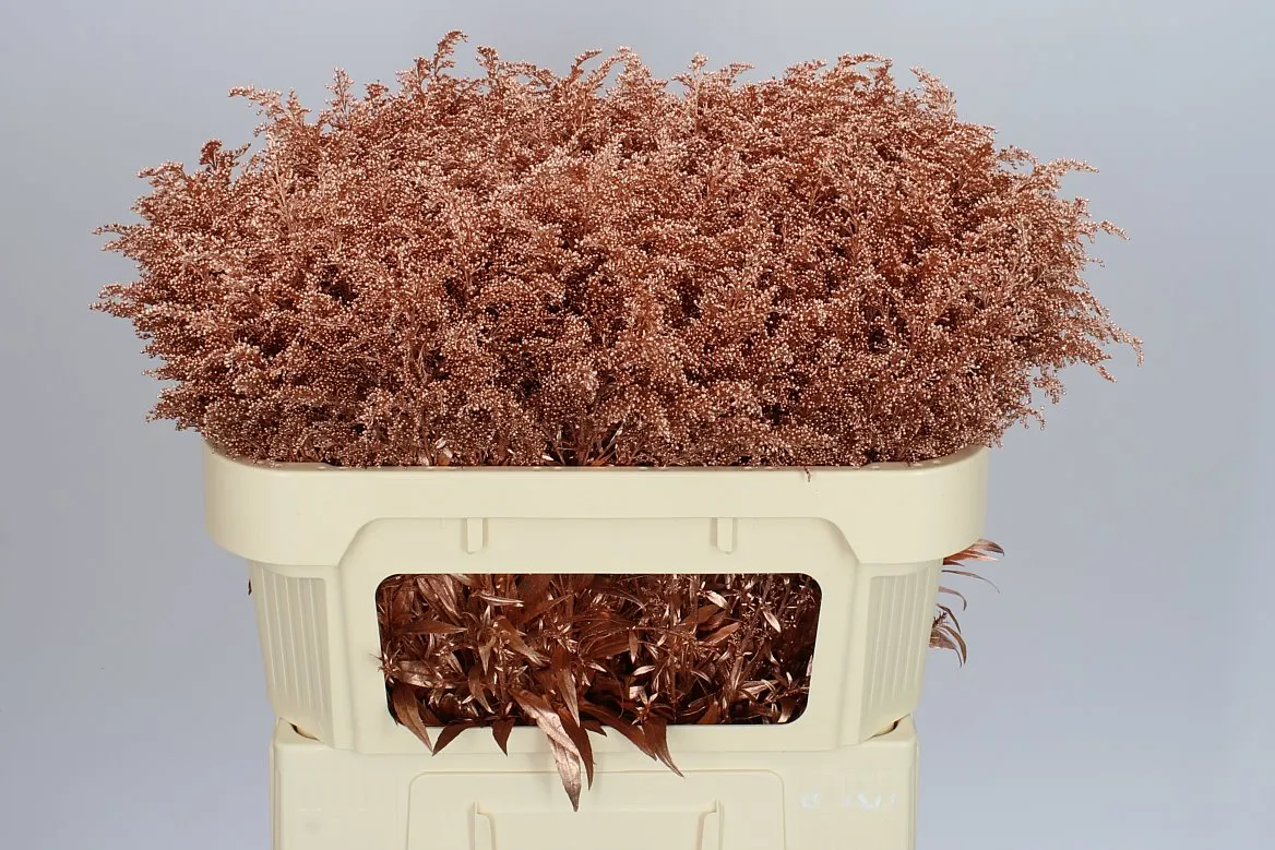 Solidago farbená Copper • 80 cm