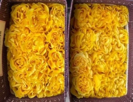 Rosa Gr Ec Golden Llama • 60 cm