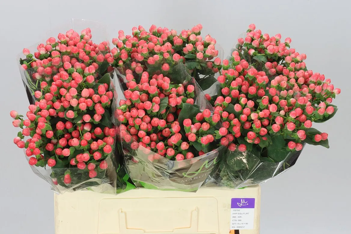 Hyperikum Sisu Flirt • 60 cm