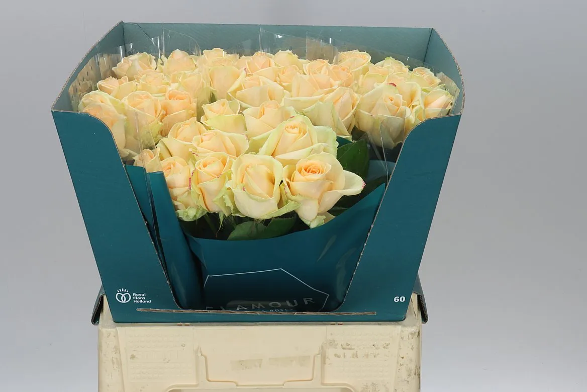 Rosa Gr Avalanche Peach • 60 cm