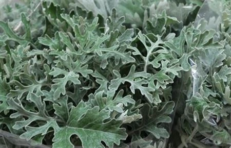 Senecio Maritima • 60 cm