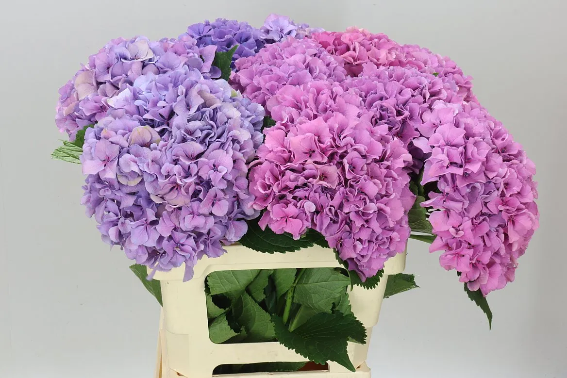 Hyd Salute Lavendel • 60 cm