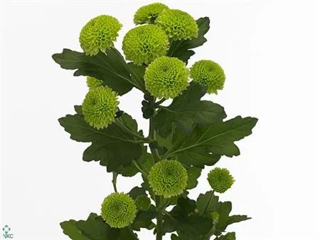 Chryzantéma trsová Feeling Green • 65 cm