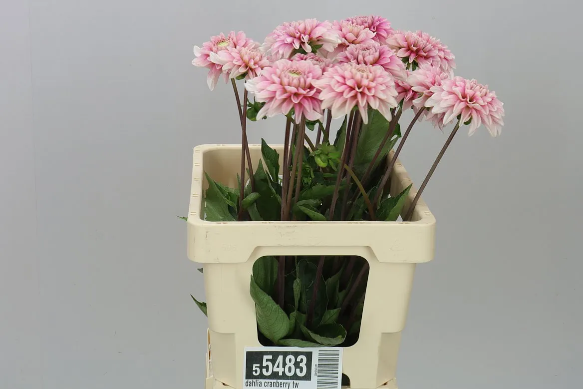 Dahlia Cranberry Twist • 50 cm