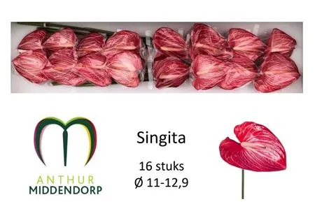 Anth Singita