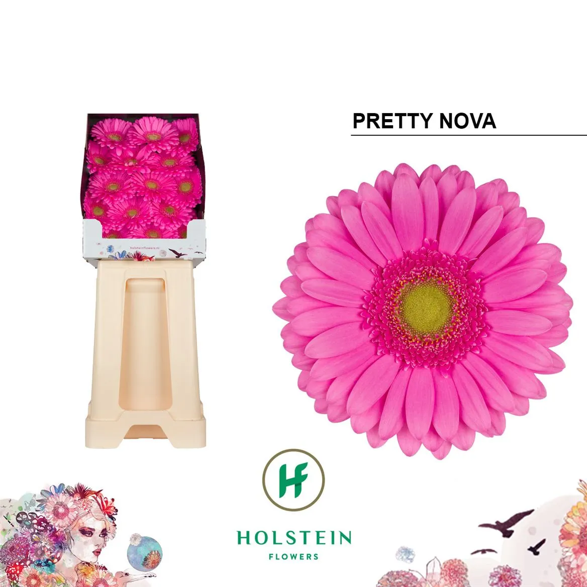 Gerbera Diamond Pretty Nova • 55 cm