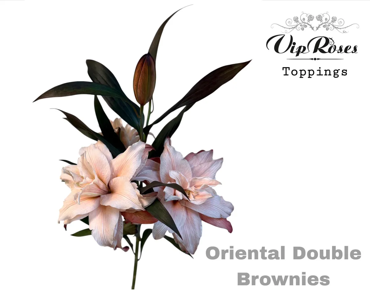 Ľalia orientálna Du Double Brownies • 95 cm