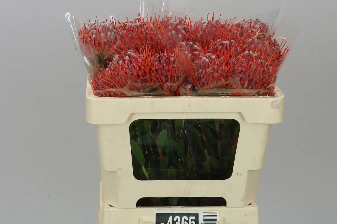 Leucospermum Scarlet Ribbon • 50 cm