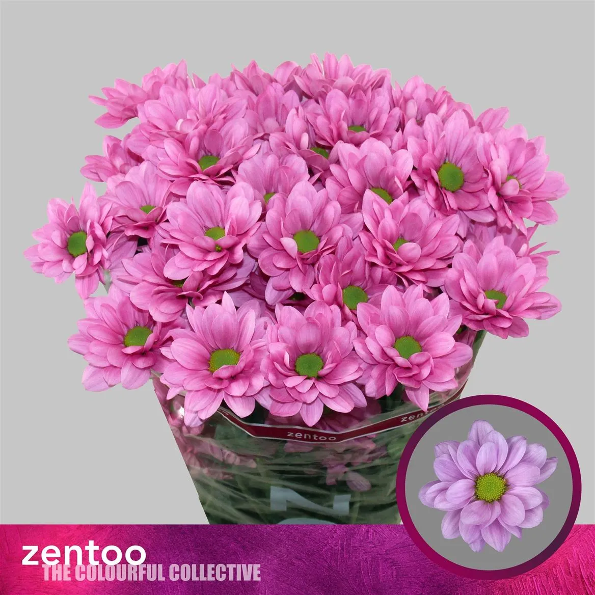 Chr T Resq Pink • 70 cm