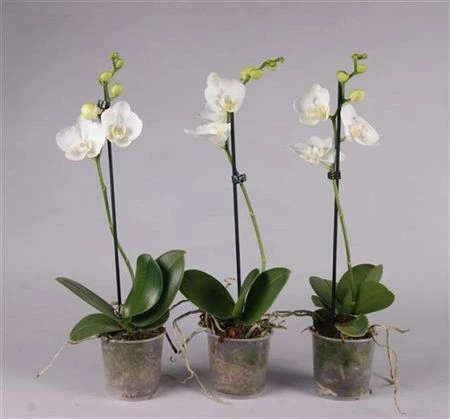 Orchidea Phalaenopsis biela, 1 výhon • črepník 12 cm