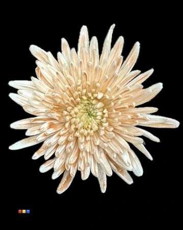 Chryzantéma veľkokvetá Topspin Dusty Latte • 70 cm