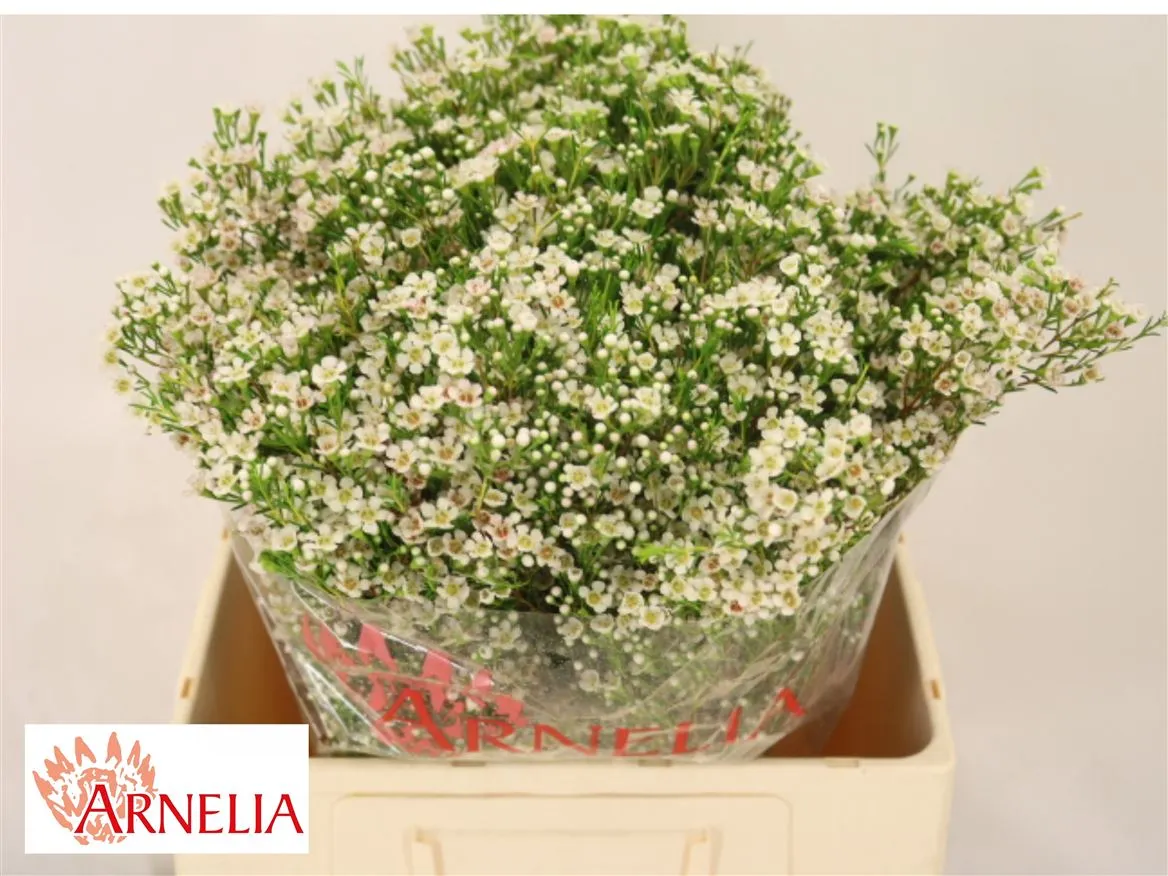 Voskovka Pearl Button • 60 cm