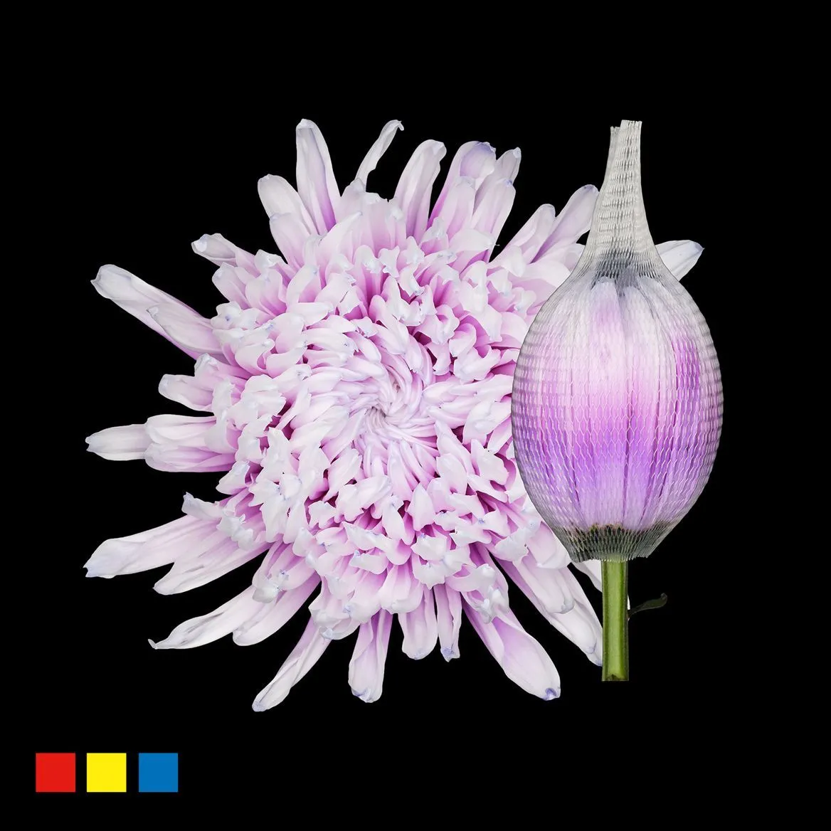 Chryzantéma veľkokvetá Stravina Pastel Milka • 70 cm