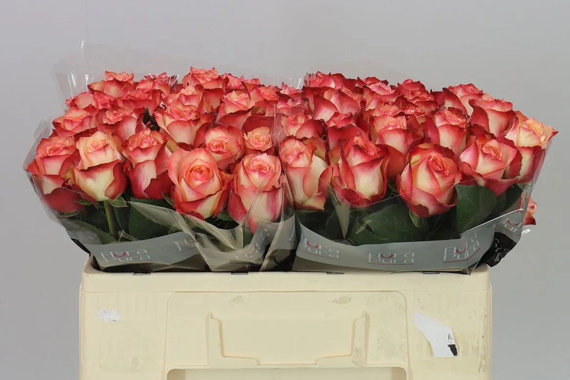 Rosa Gr Attraction • 50 cm