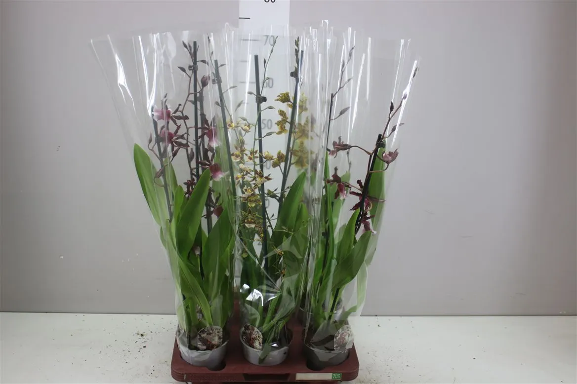Orchidea Cambria mix, 2 výhony