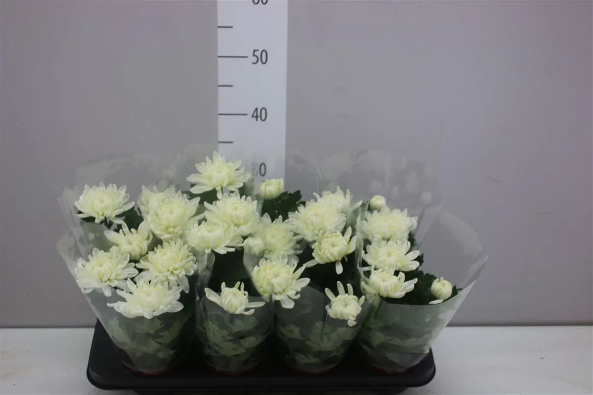 Chryzantéma črepníková Deco biela • črepník 12 cm