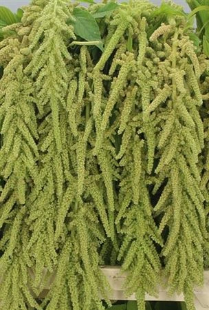 Amarant Ca Green Pearl • 70 cm