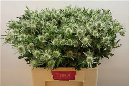 Eryngium Whit Lagoon • 55 cm