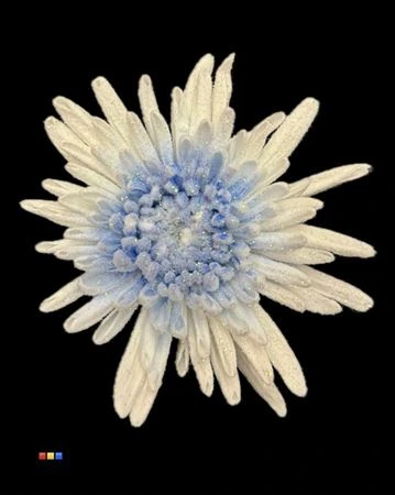 Chryzantéma veľkokvetá Marshmallow Blue • 70 cm