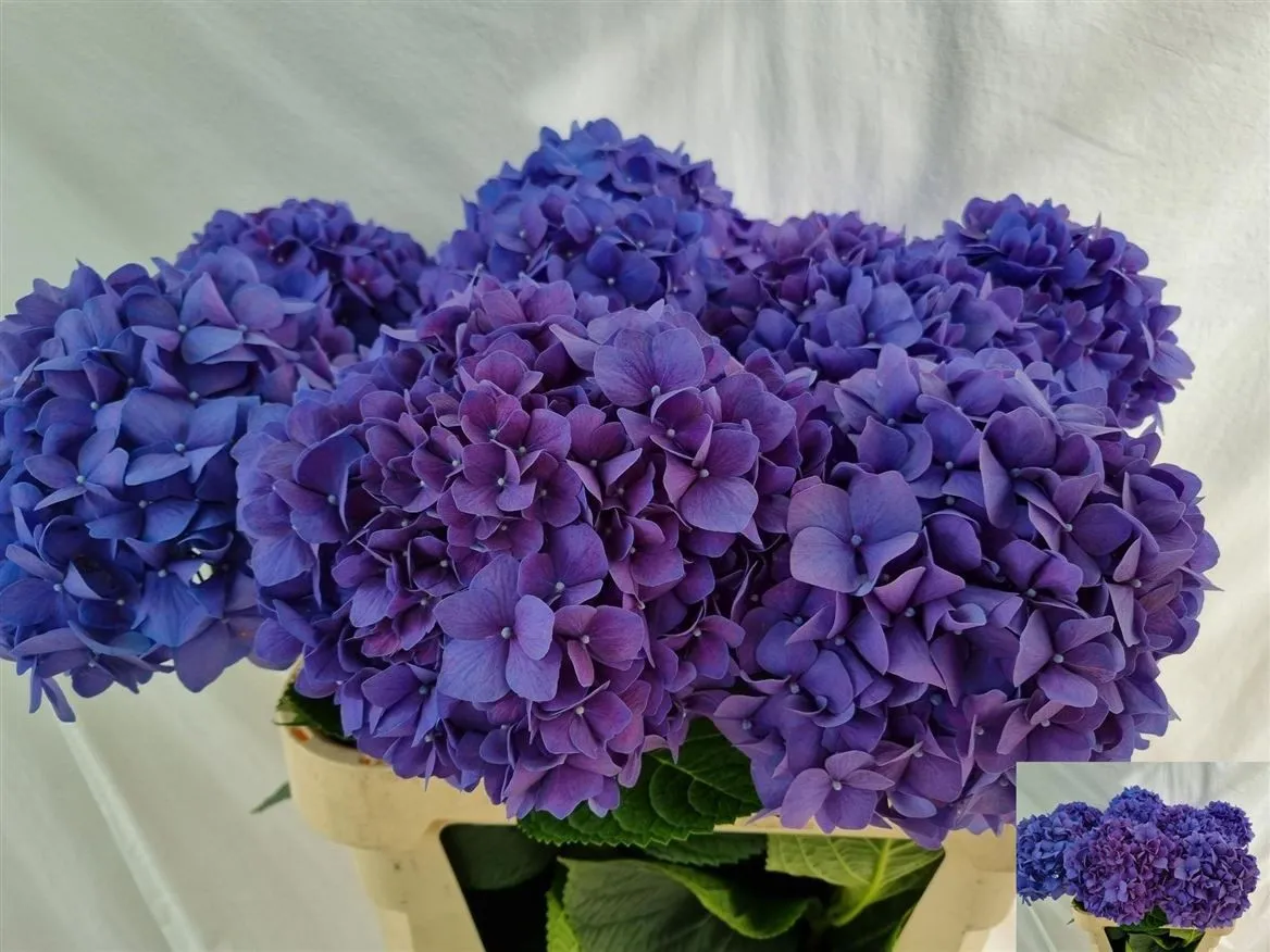 Hortenzia Pimpernel Lilac • 80 cm