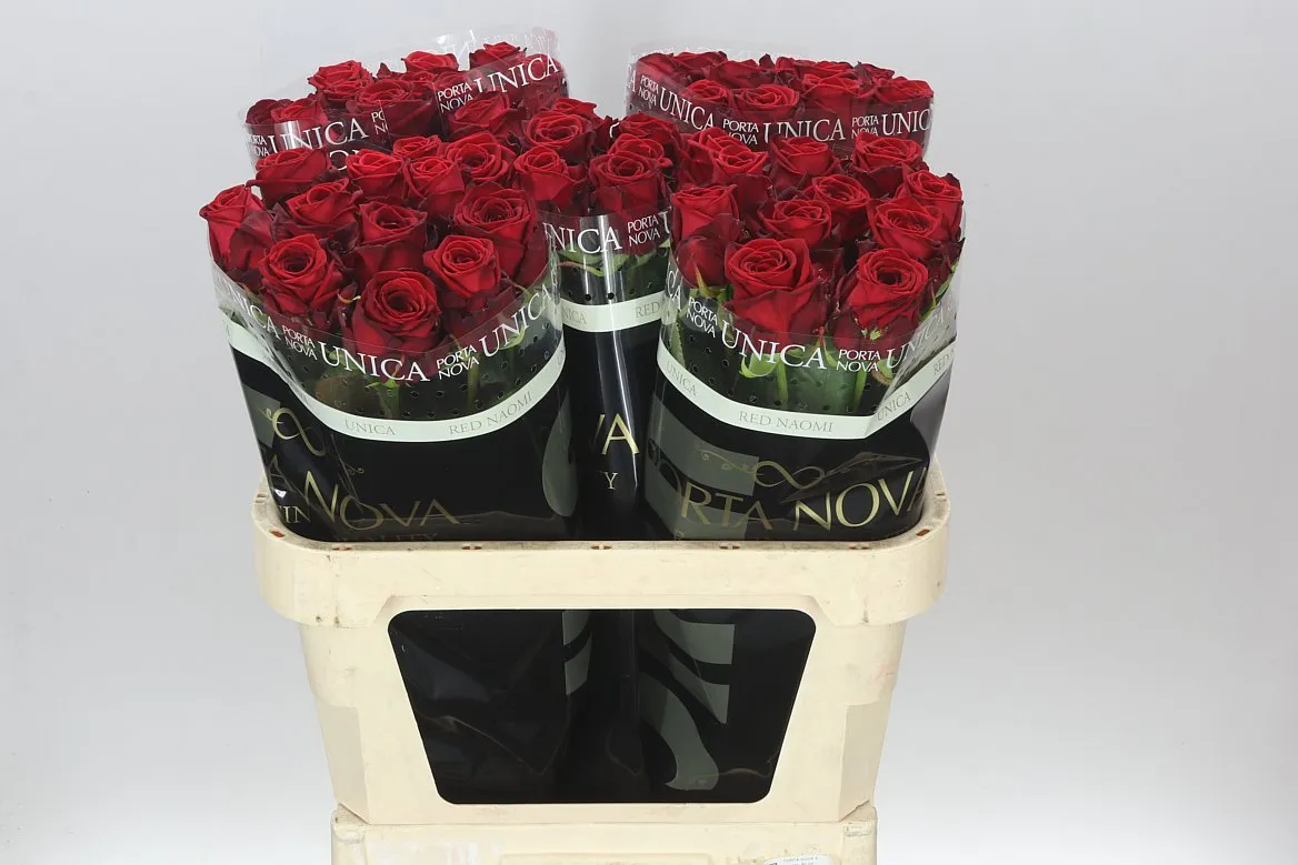 Ruža Red Naomi • 80 cm