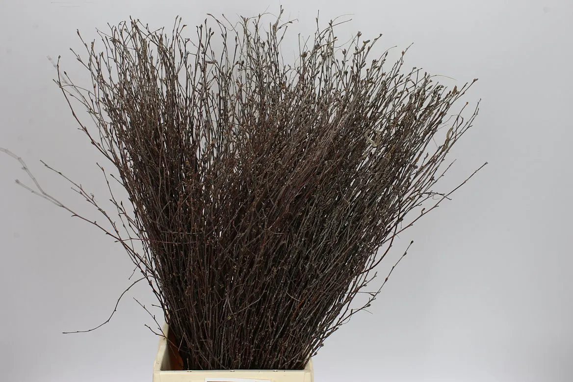 Breza Naturel • 70 cm