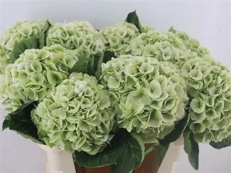 Hortenzia Match Classic Green • 80 cm