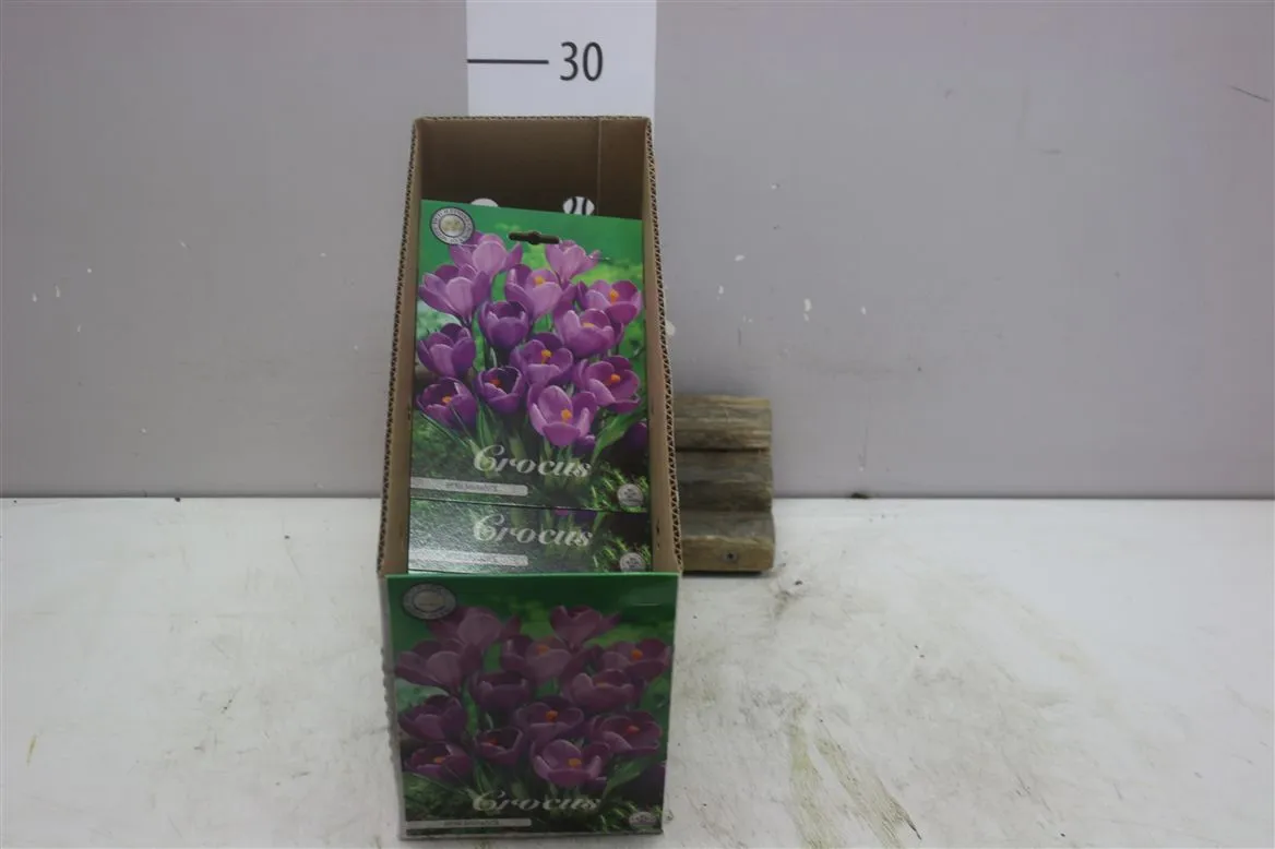 Bol Crocus Vernus Remembrance X10