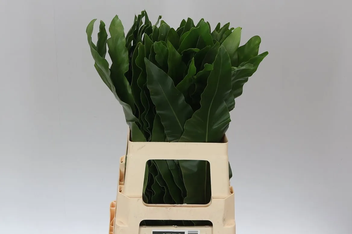 Asplenium Nidus Leaf • 60 cm