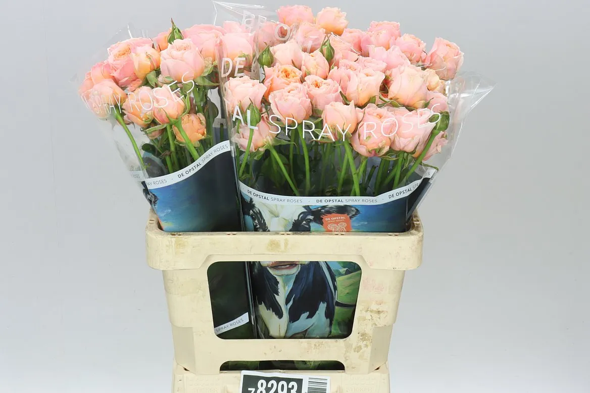 Rosa Tr Keijsers Coral • 60 cm