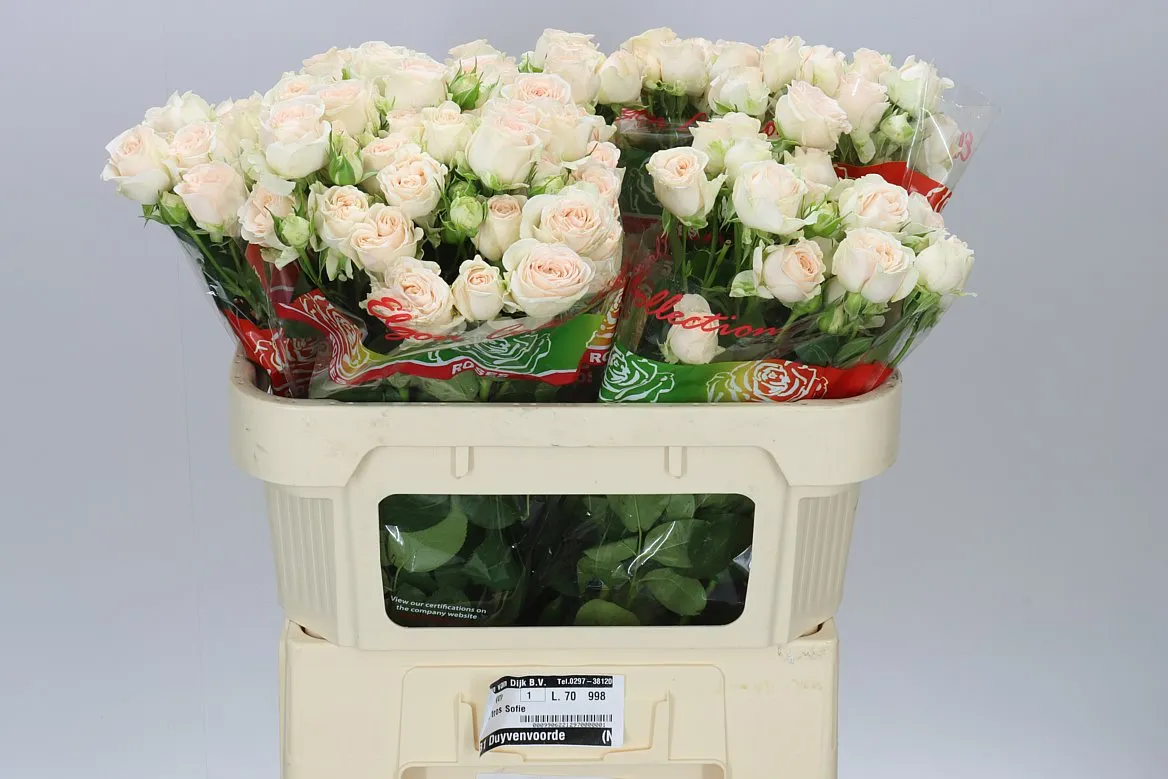Ruža trsová Sofie X5 Imp • 70 cm