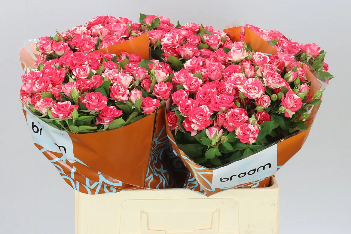 Rosa Tr Fireworks Ex • 60 cm