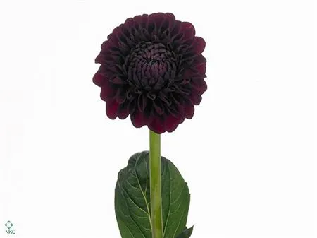 Dahlia Black Fox • 50 cm
