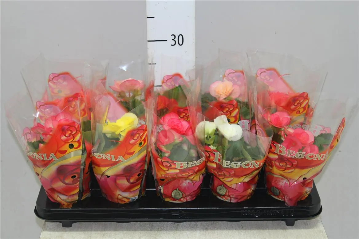Begonia Du Mix • črepník 9 cm