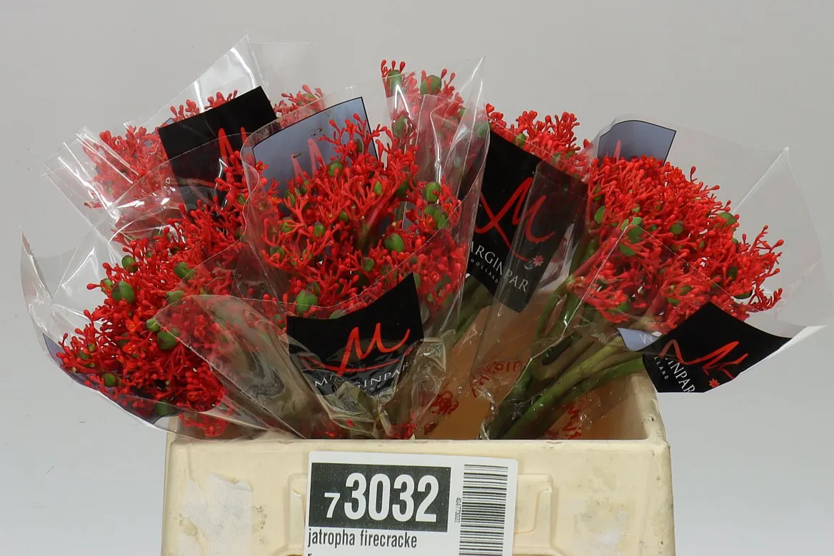 Jatropha Firecracker • 35 cm