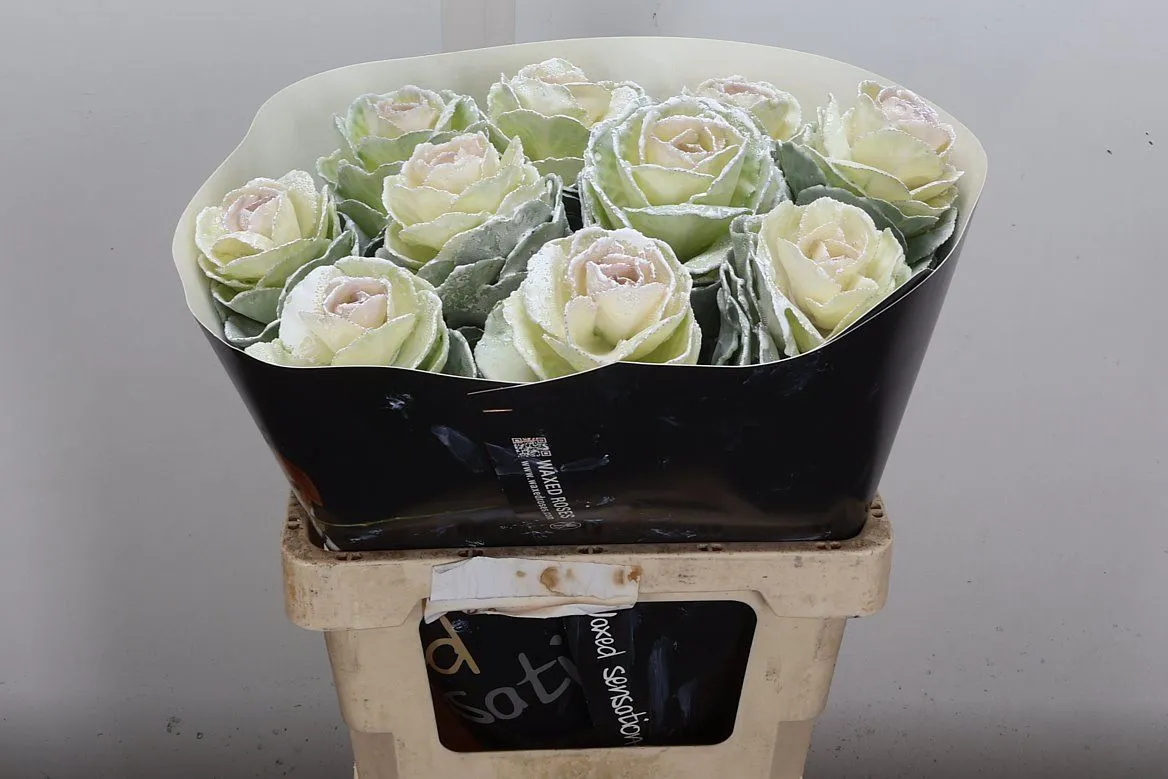 Okrasná kapusta Wx biela • 60 cm