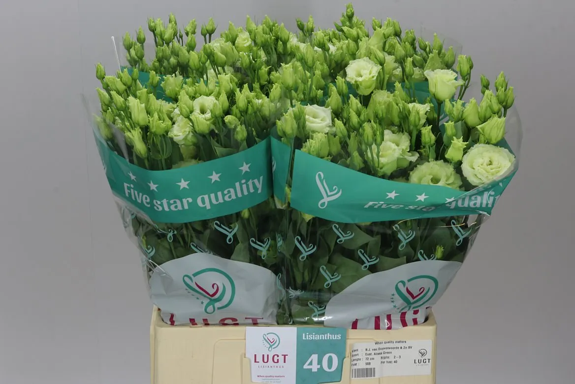 Eustóma plnokvetá Alissa Green • 72 cm