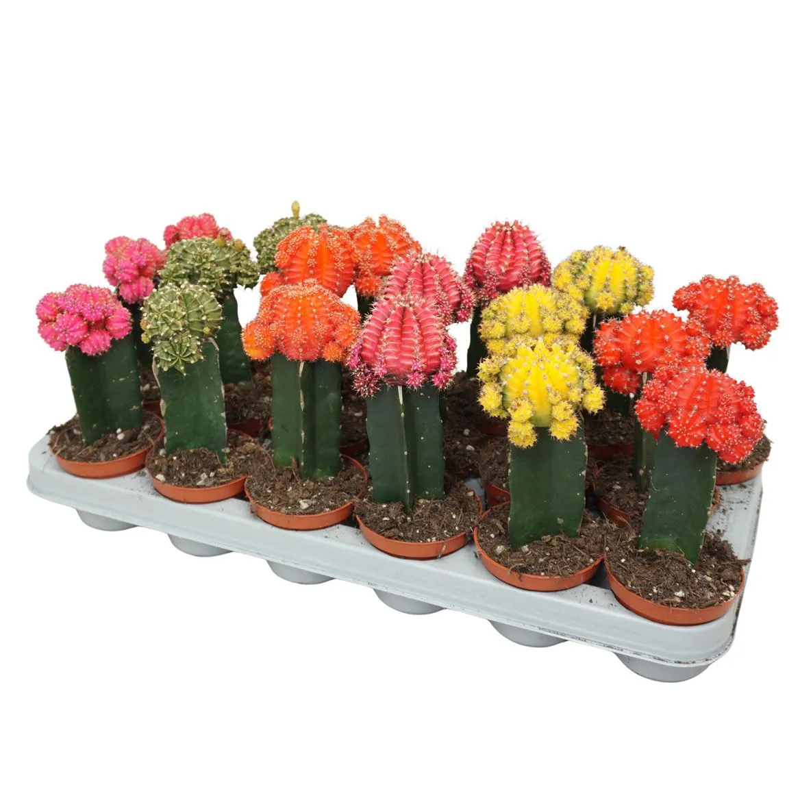 Gymnocalycium Gemengd • črepník 8,5 cm