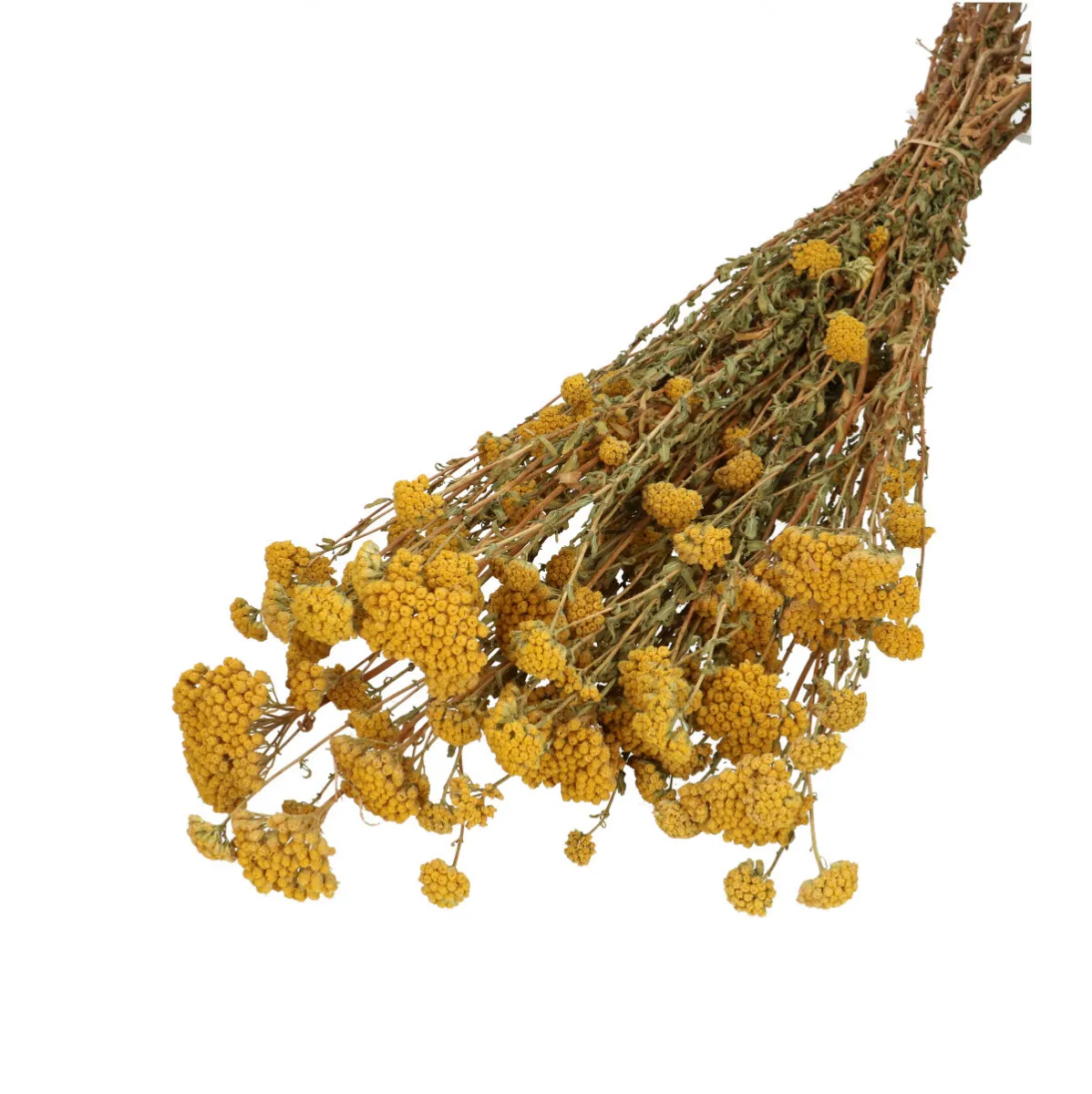 Sušený rebríček Silvestre žltý 60 cm, 100 g
