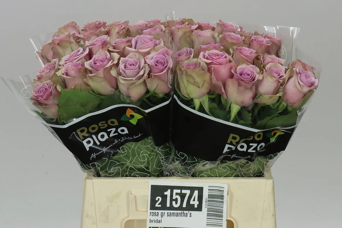 Ruža Samantha's Bridal • 40 cm
